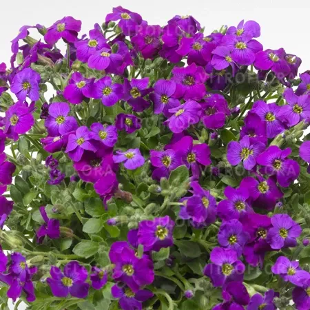 Żagwin 'Rock on Purple' Aubrieta hybrida