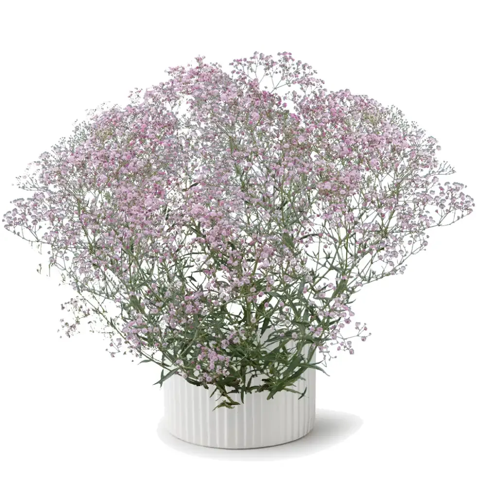 Gipsówka 'Festival® Pink Lady' Gypsophilla