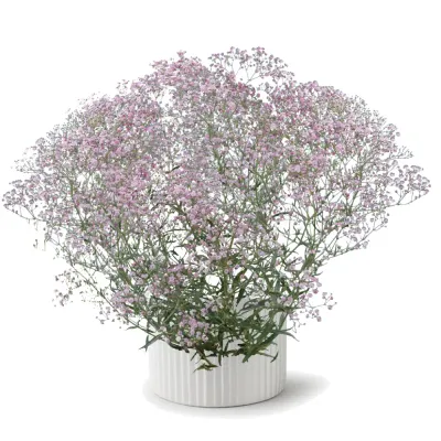 Gipsówka 'Festival® Pink Lady' Gypsophilla