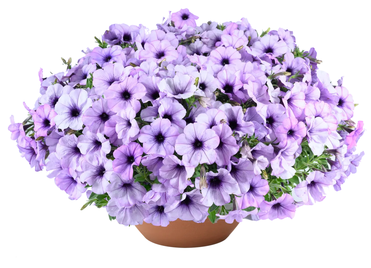Petunia zwisająca 'Cascadias™ Lavender Ice' Petunia hybrida