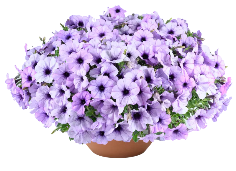 Petunia zwisająca 'Cascadias™ Lavender Ice' Petunia hybrida