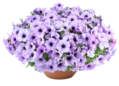 Petunia zwisająca 'Cascadias™ Lavender Ice' Petunia hybrida