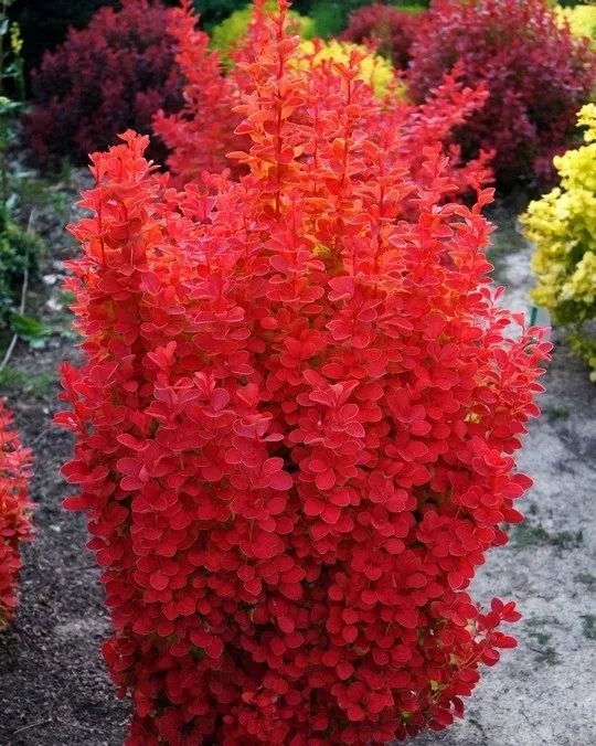 Berberys 'Orange tower' Berberis thunbergii