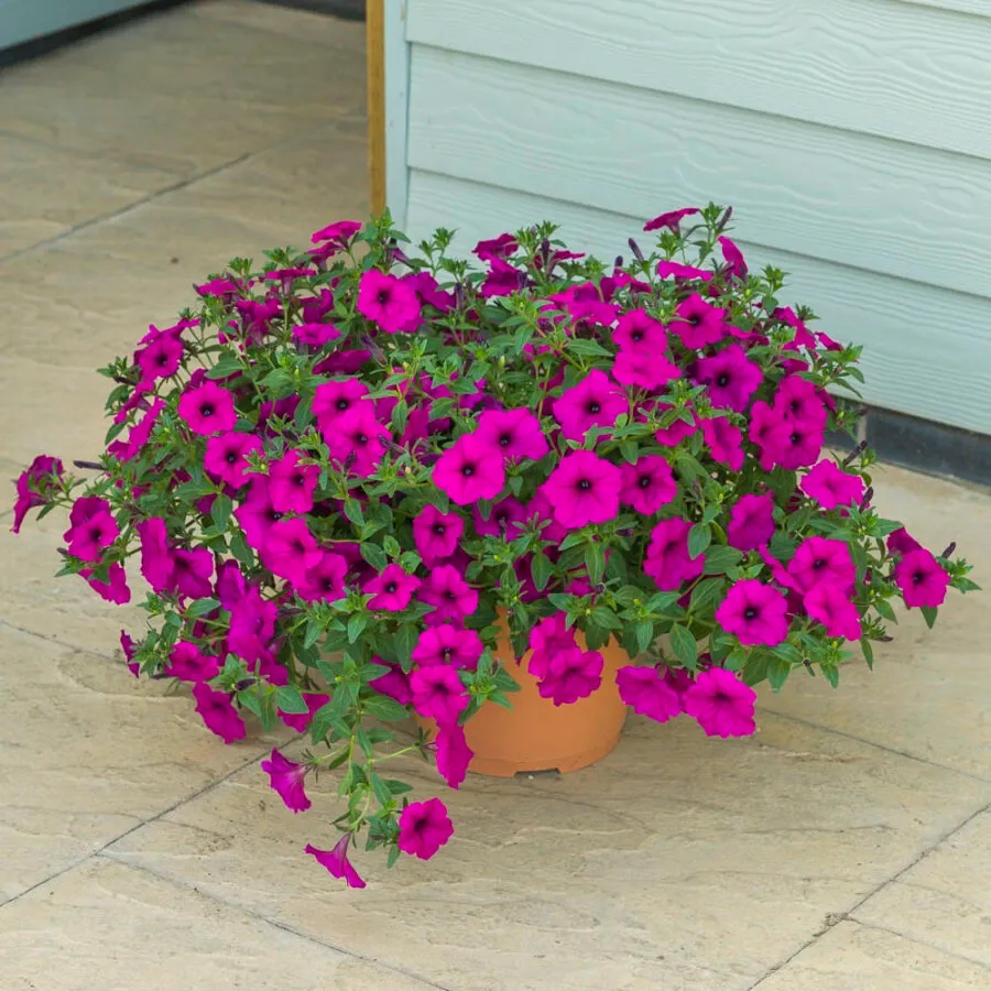 Petunia zwisająca 'ColourCloud Purple' Petunia hybrida