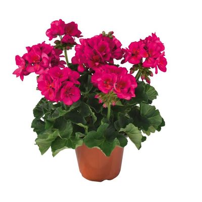 Pelargonia stojąca Punta Cana Pelargonium zonale