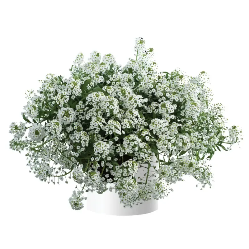 Smagliczka zwisająca 'Stream White Improved' Lobularia