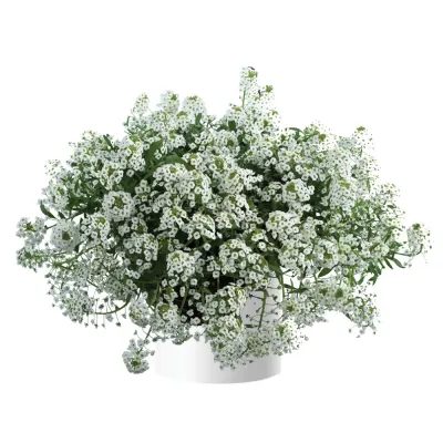 Smagliczka zwisająca 'Stream White Improved' Lobularia