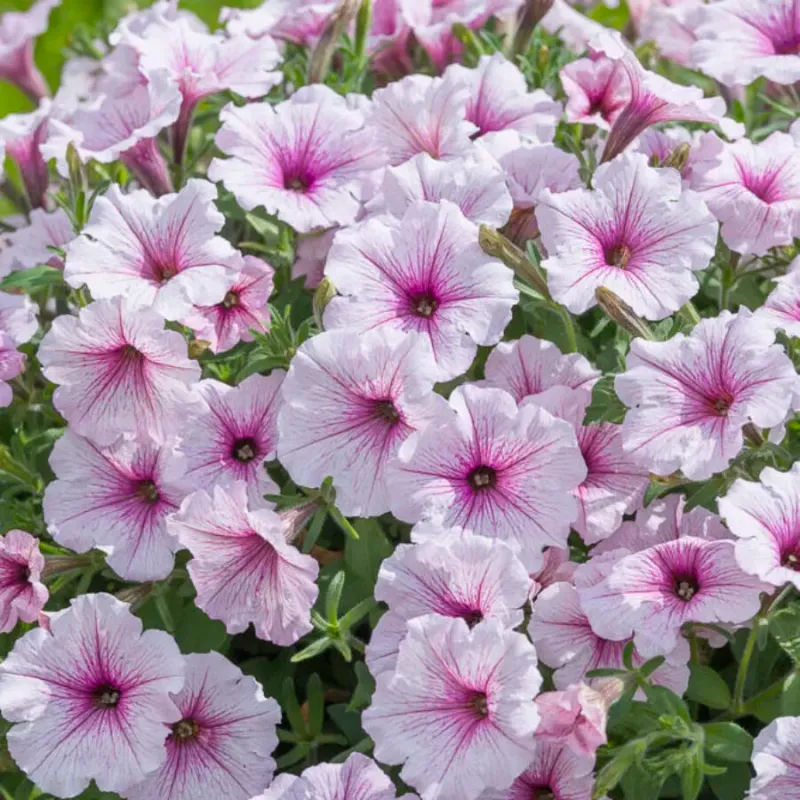 Petunia zwisająca 'ColourCloud Pink Punch' Petunia hybrida