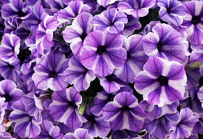 Petunia zwisająca 'Sweetunia™ Peppy Starfish' Petunia hybrida