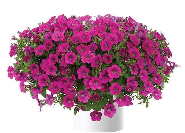 Petunia zwisająca 'Littletunia® Rose' Petunia hybrida