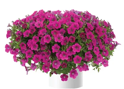 Petunia zwisająca 'Littletunia® Rose' Petunia hybrida