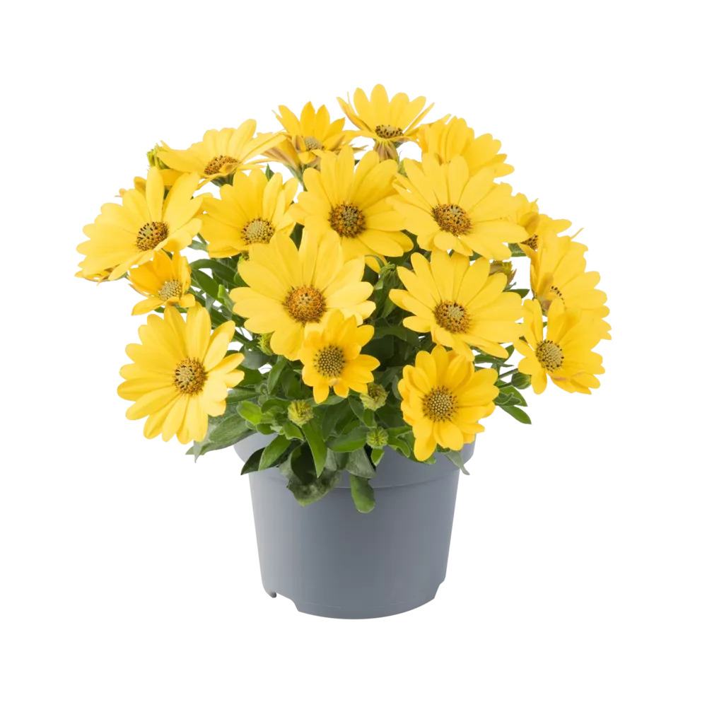 Stokrotka afrykańska żółta Osteospermum