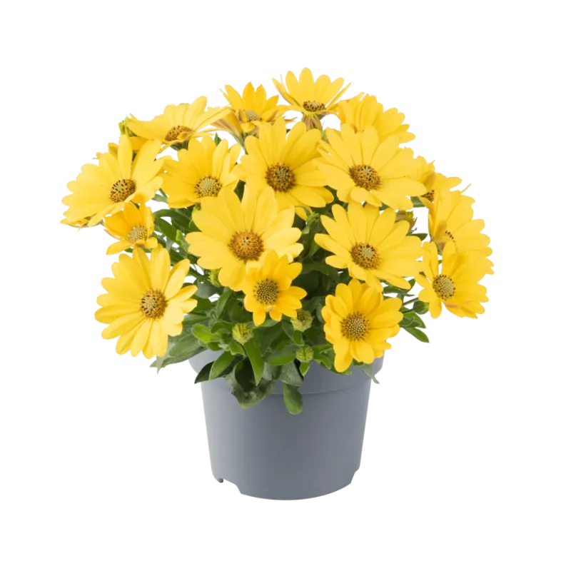 Stokrotka afrykańska żółta Osteospermum