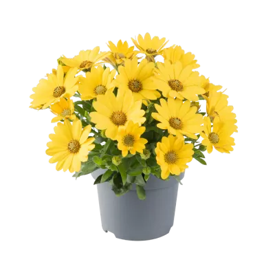 Stokrotka afrykańska żółta Osteospermum