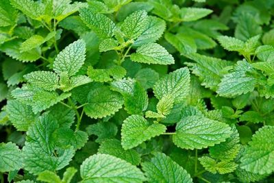 Melisa 'Lemon Balm' Melissa officinalis