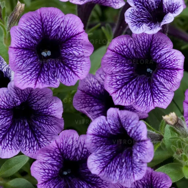Petunia zwisająca 'Littletunia® Blue Vein' Petunia hybrida