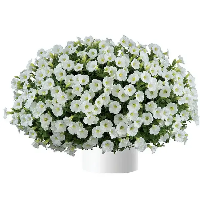 Petunia zwisająca 'Littletunia® White Grace' Petunia hybrida