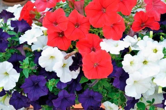 Petunia zwisająca 'Can Can Trio' w koszu ample Petunia hybrida