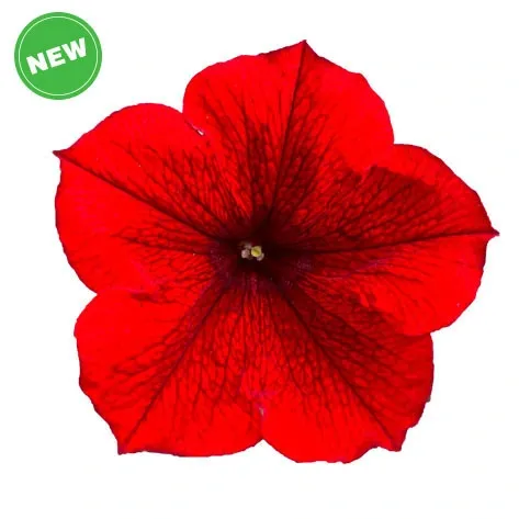 Petunia zwisająca 'TopTunia Red' Petunia hybrida