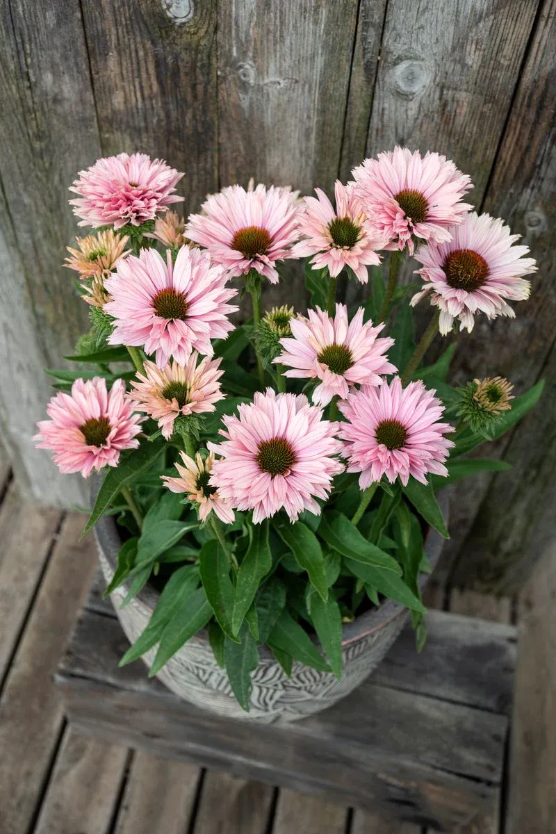 Jeżówka 'SunSeekers Salmon' Echinacea hybrida