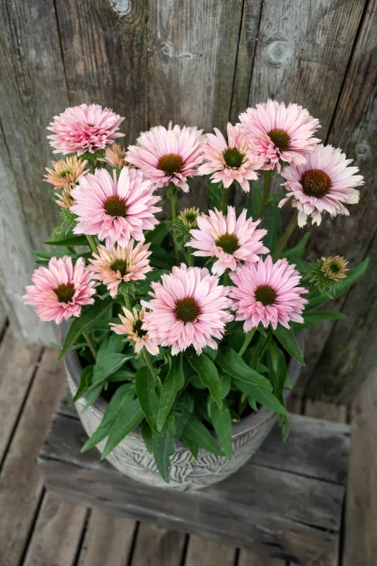 Jeżówka 'SunSeekers Salmon' Echinacea hybrida