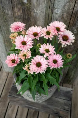 Jeżówka 'SunSeekers Salmon' Echinacea hybrida