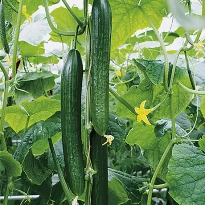 Ogórek szczepiony na dyni 'Cyrano®' (Dominica)