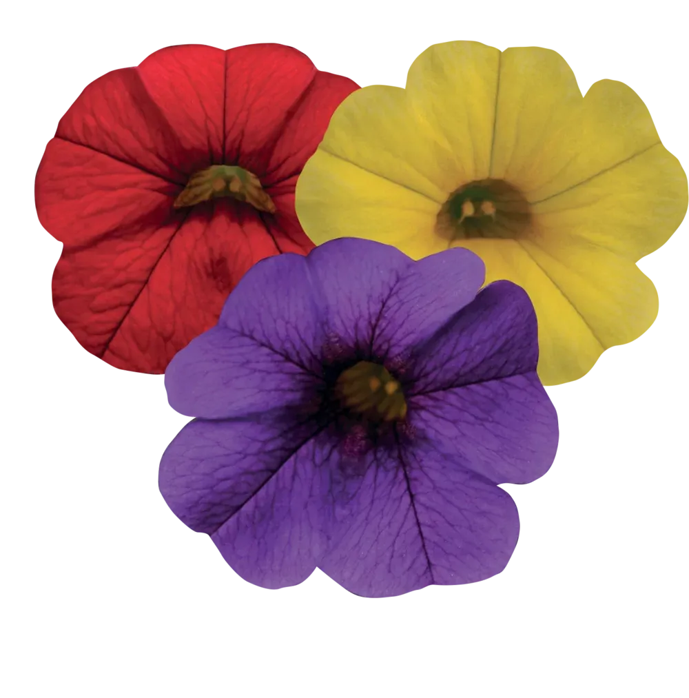 Calibrachoa Milion dzwonków czerw+nieb+żółt ample