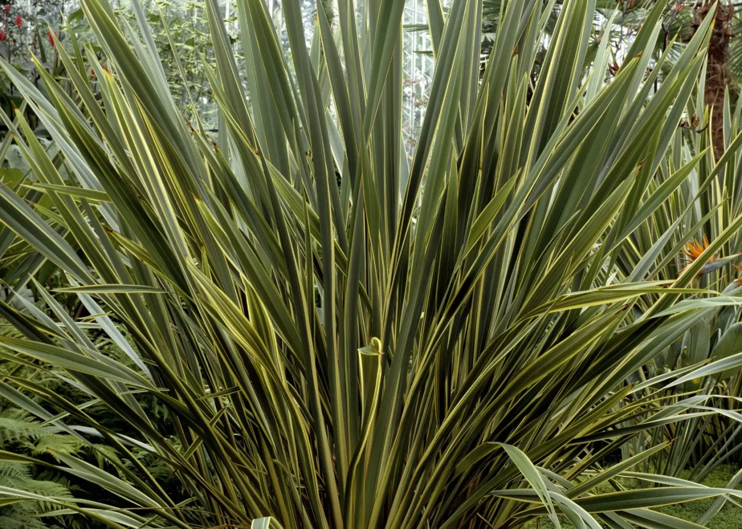 Len nowozelandzki 'Golden Ray' Phormium