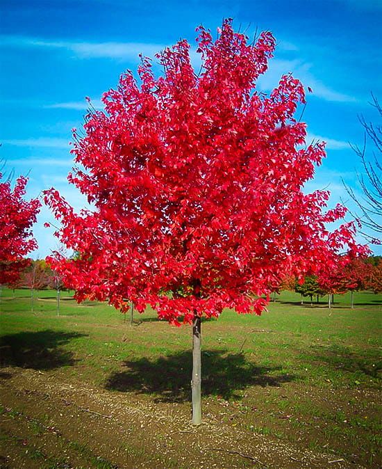 Klon czerwony 'BrandyWine' Acer rubrum