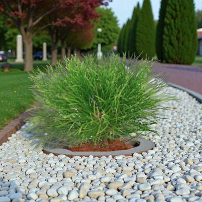 Sosna czarna 'Marie Brégeon'® Pinus nigra