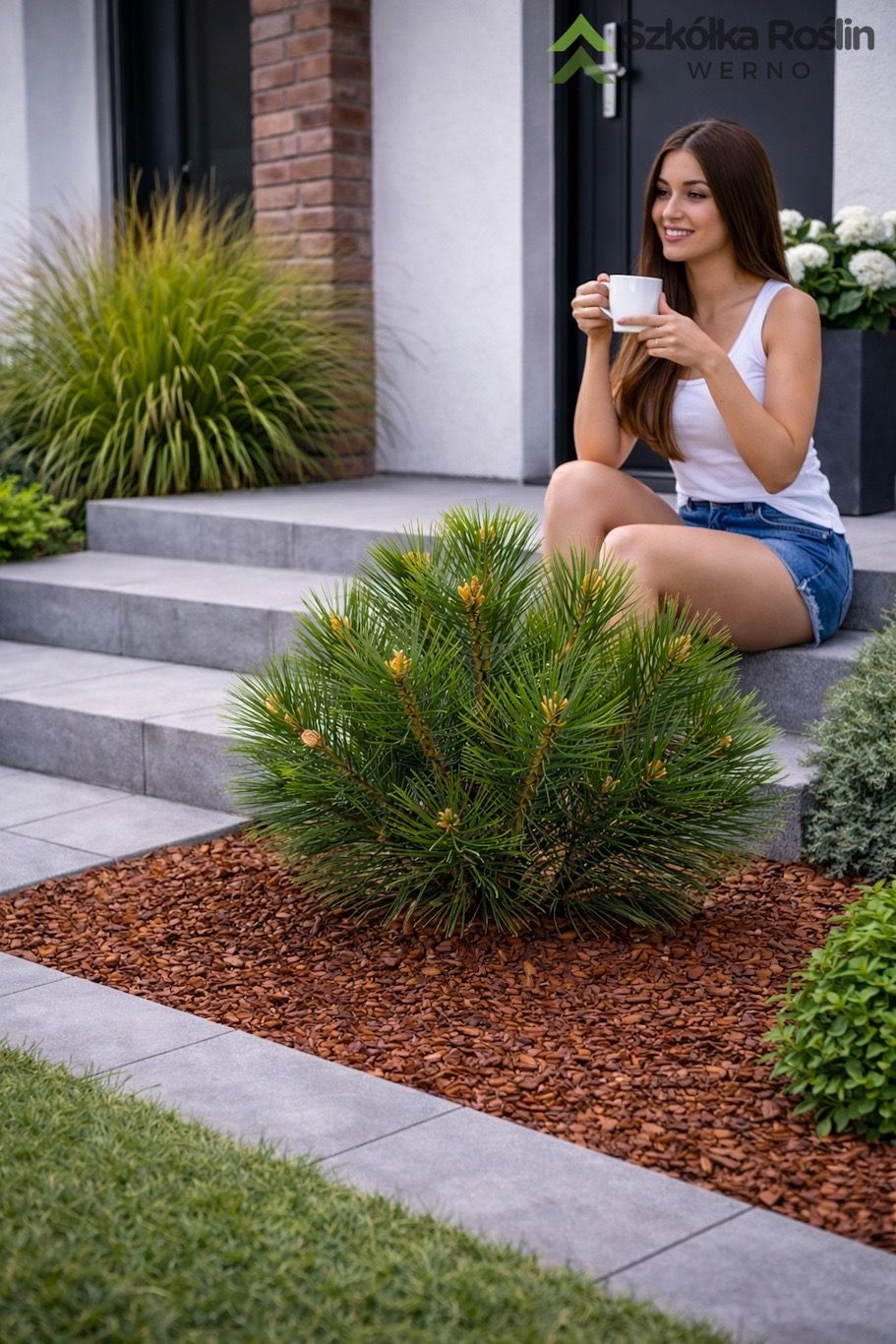 Sosna czarna 'Brepo'® Pinus nigra