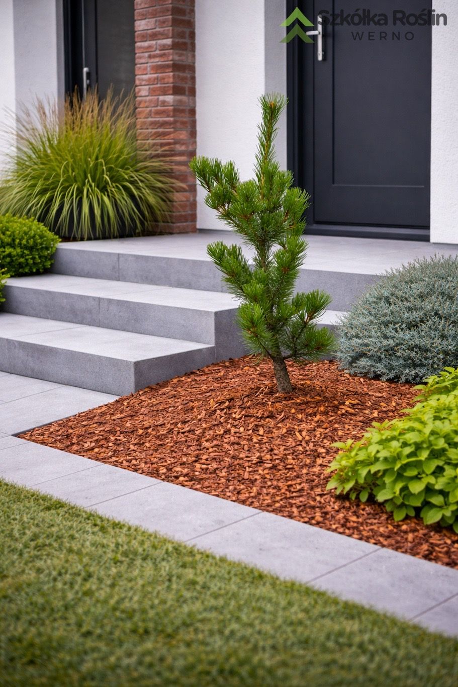 Sosna drobnokwiatowa 'Negishi' Pinus parviflora