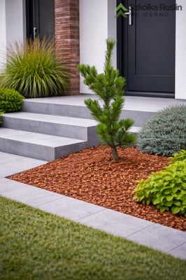 Sosna drobnokwiatowa 'Negishi' Pinus parviflora