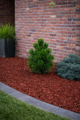 Sosna bośniacka 'Little Dracula' Pinus leucodermis