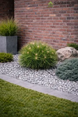 Sosna czarna 'Ajandek' Pinus nigra