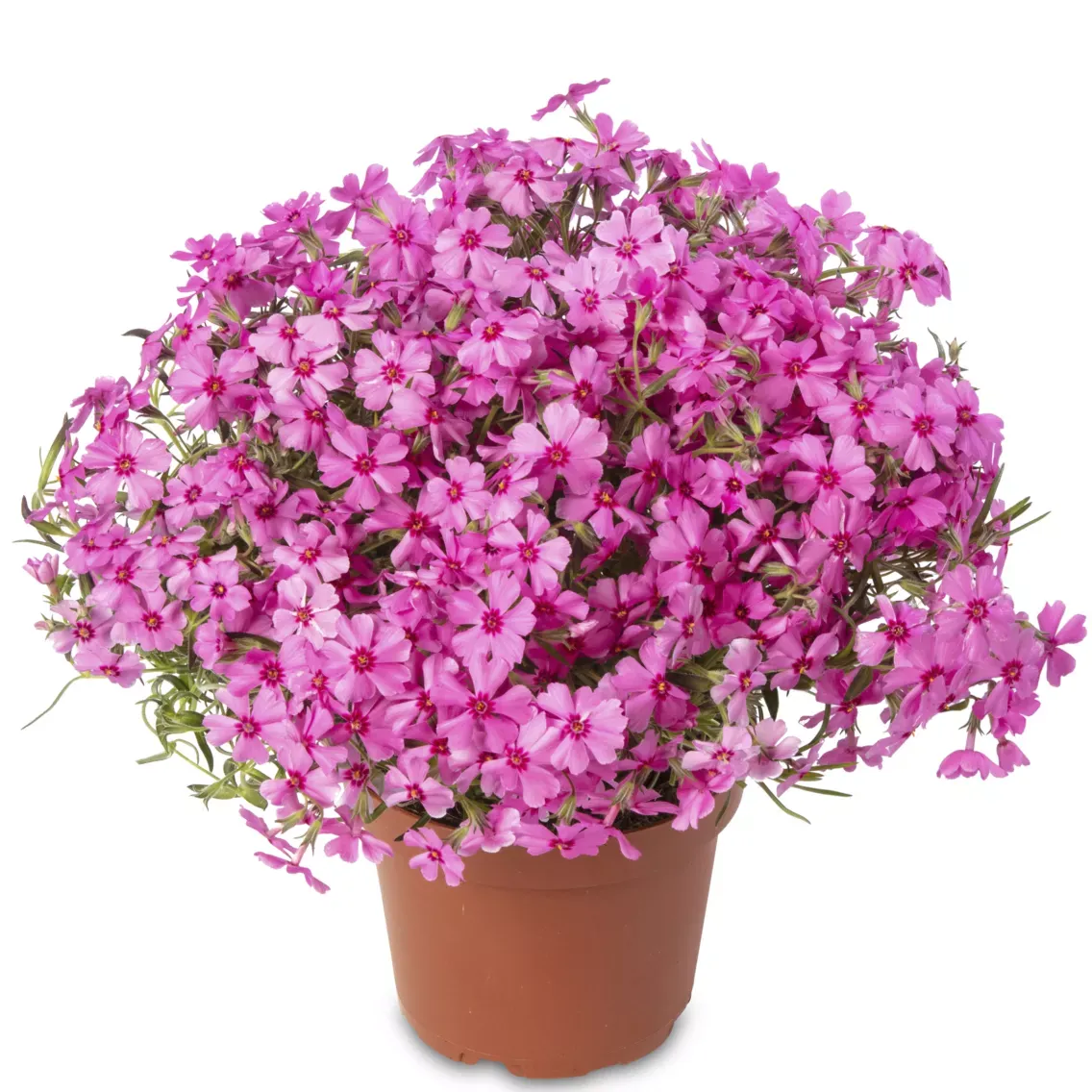 Floks płożący 'GoldiPhlox Cherry' Phlox subulata