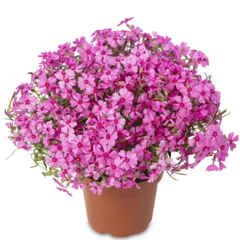 Floks płożący 'GoldiPhlox Cherry' Phlox subulata