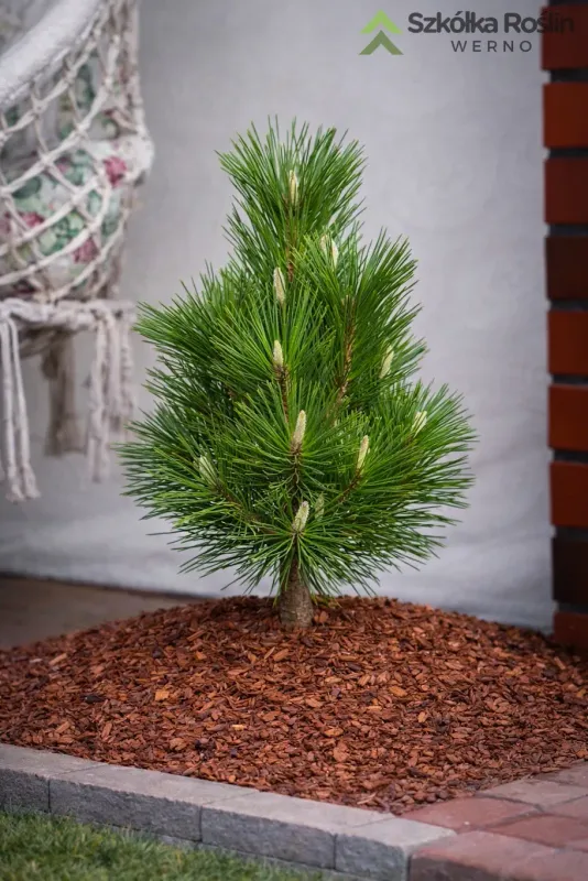 Sosna thunberga 'Sayonara' Pinus thunbergii