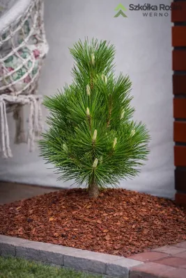 Sosna thunberga 'Sayonara' Pinus thunbergii