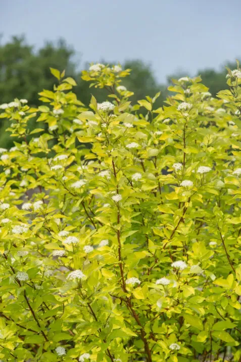 Dereń biały First Edtion® 'Neon Burst™' Cornus alba