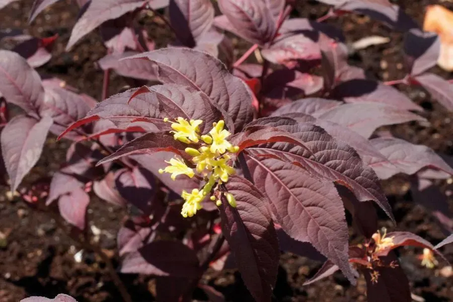 Zadrzewnia 'Diva'® Diervilla rivularis