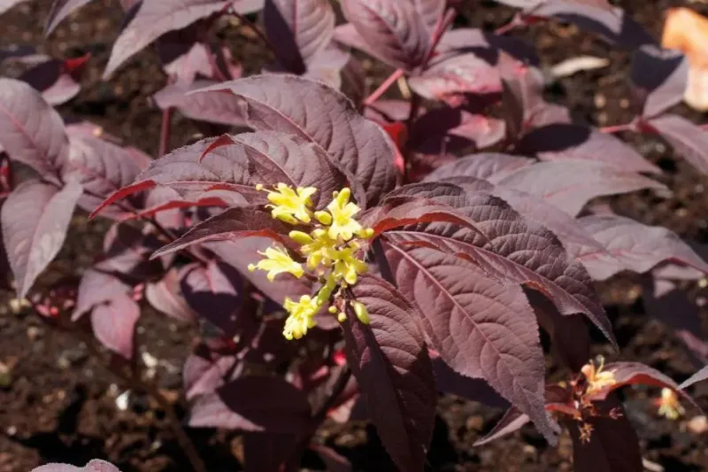 Zadrzewnia 'Diva'® Diervilla rivularis