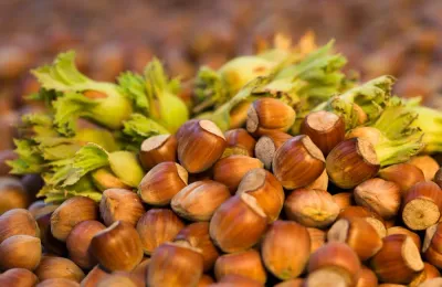 Leszczyna pospolita 'Barcelona' Corylus avellana hazelnut Orzech