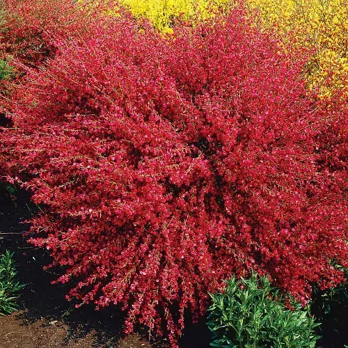 Żarnowiec 'Boskoop Ruby' Cytisus