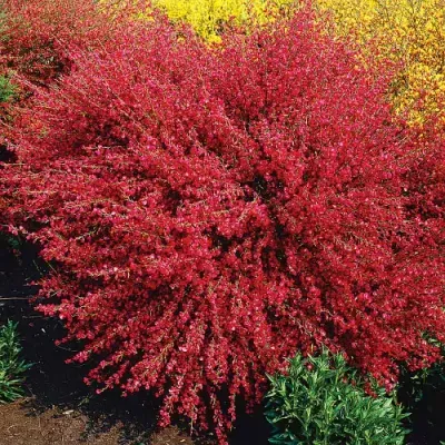 Żarnowiec 'Boskoop Ruby' Cytisus