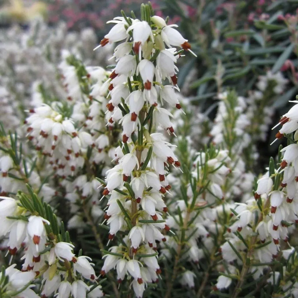 Wrzosiec darlejski 'White Perfection' Erica darleyensis