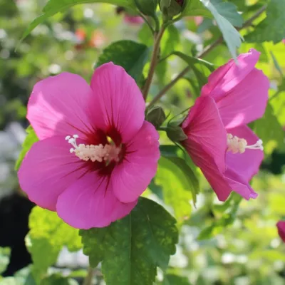 Hibiskus syryjski 'Red Devil'® Hibiscus syriacus