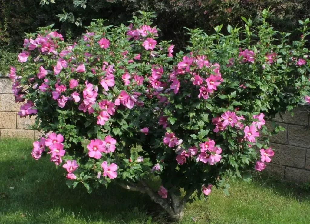 Hibiskus syryjski 'Woodbridge' Hibiscus syriacus