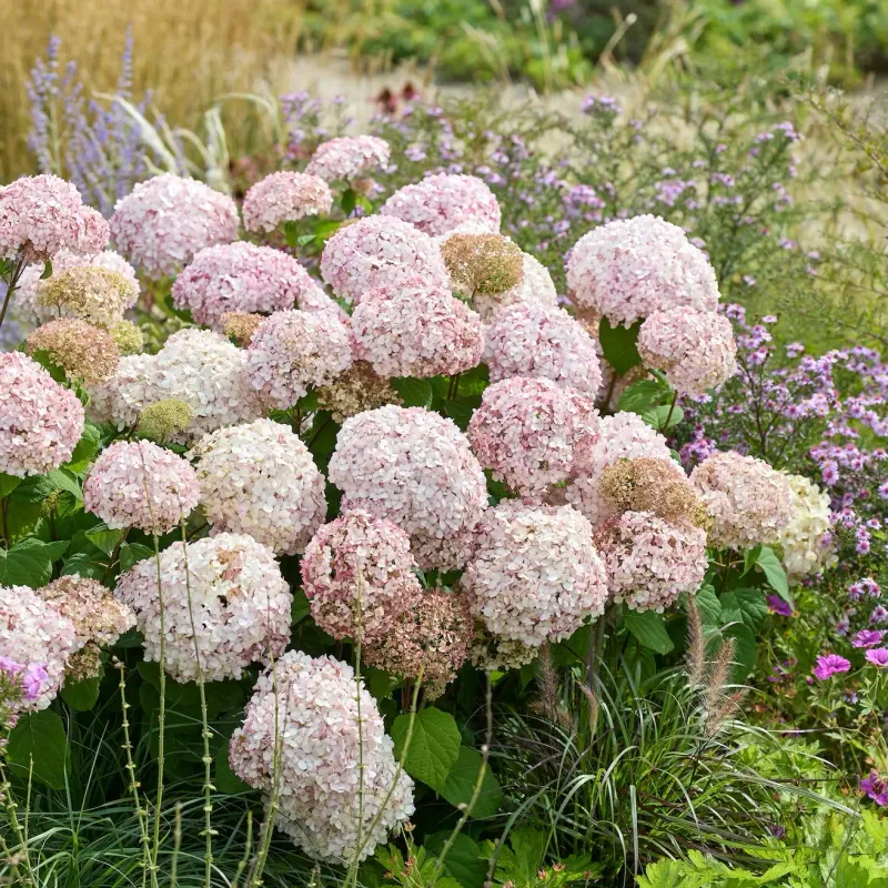 Hortensja drzewiasta Candybelle® 'StandUp Pink' Hydrangea arborescens